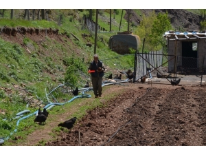 Sydv’den Aldığı 2 Bin Lira İle Tavuk Aldı, Organik Yumurta Satarak Ailesini Geçindirmeye Başladı