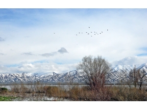 Göçmen Kuşlar Yüksekova’ya Renk Kattı