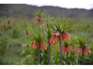 Muş’ta Renk Cümbüşü