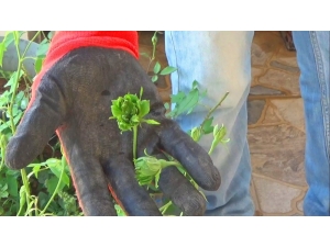 Karagüle Yeşil Rakip