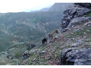 Tunceli’nin Yaban Hayatı Foto Kapanla Görüntülendi