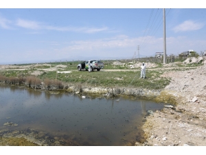 Büyükşehir 31 İlçede Haşereyle Mücadele Çalışması Yapıyor