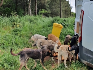 Adapazarı Belediyesi Ekipleri Sokak Hayvanlarını Unutmuyor