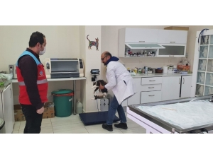 Vefa Sosyal Destek Grubu Ekipleri, Kedisi Rahatsızlanan Vatandaşın Yardımına Koştu