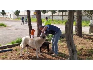 Kızıltepe Belediyesi Sokak Hayvanlarını Unutmadı