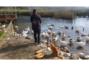 Azmağın Sembolü Kazlar İçin Seferber Oldular