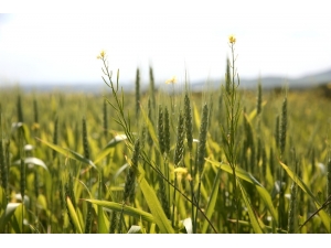 Nilüfer’de Yerel Ve Sağlıklı Üretim Atağı
