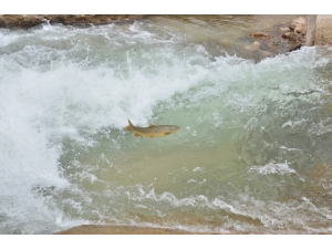 Göç Yolunda Akıntıya Karşı Yüzen Balıklar, Şelaleyi Sıçrayarak Aşıyor