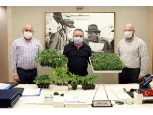 Büyükşehir’den Çiftçilere Fide Desteği