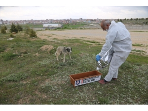 Karaman Belediyesi Sokak Hayvanlarını Unutmadı