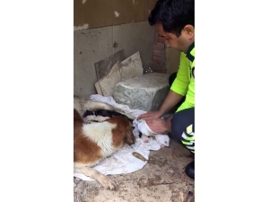 İzmir Polisi Köpekleri Yağmurdan Kurtardı, Elleriyle Kuruladı