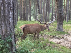 Kızıl Geyiklerin Güzelliği Kameralara Yansıdı