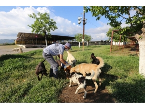 Efeler’de Sokak Hayvanları Unutulmadı