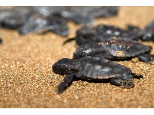 Caretta Carettalar İlk Yumurtalarını Bıraktı