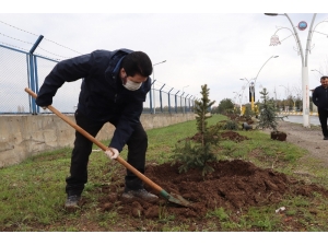 Ağrı Belediyesi 10 Bin Ağaç Dikecek