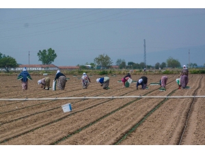 Başkan Özkan’dan Pancar Üreticilerine Sevindirici Haber