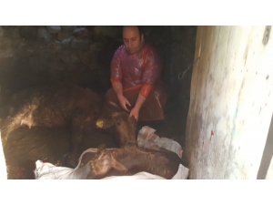 Doğum Yapamayan İneğin İmdadına Veteriner Hekim Yetişti