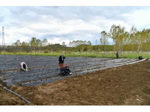 Isparta’nın Aksu İlçesinde Çilek Üretim Hamlesi