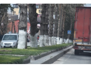 Tatvan’da Ağaçlar Kireçleniyor