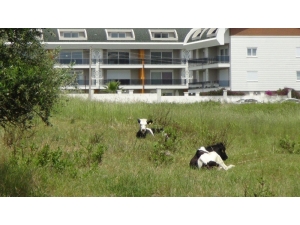 15 Gündür Aynı Yerde Bağlı Olarak Yaşayan Dört İnek Mahallelinin Tepkisini Çekiyor