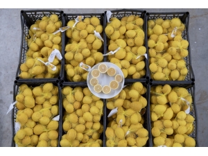 Mersin’in Limonları Bu Kez Başkent İçin Yola Çıktı
