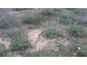 Eve Giren 1,5 Metrelik Boz Yılanı Elleriyle Yakalayıp Doğaya Saldılar