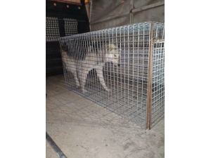 Hatay’da İşkence Yapılan Köpek Çöp Konteynerinde Ölüme Terk Edildi