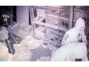 Manisa’da Güvercin Hırsızları Kameraya Yakalandı