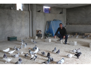 Siirtli Kardeşler, Fiyatları İkinci El Otomobil İle Yarışan Güvercinlerine Gözleri Gibi Bakıyor