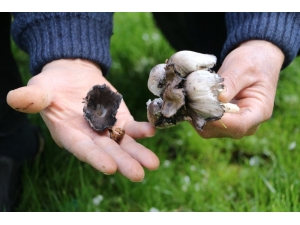 Mantar Zehirlenmelerine Karşı Uyarı