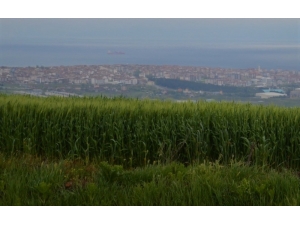 Tekirdağ’da Bol Yağış Çiftçilerin Umutlarını Yeşertti