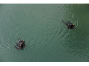 "Ölmek Ne Garip Şey Anne" Notu Bırakıp Kaybolan Genç Bulunamadı