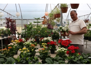 Korona Sayesinde Balkonlar Bahçeye Dönüştü