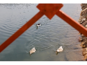 Öğrencisiz Kampüste Bahar Manzaraları