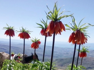 Çemişgezek Dağlarını Ters Laleler Süsledi