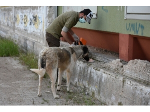 Sondakik Editörleri Sokak Hayvanlarını Unutmadı
