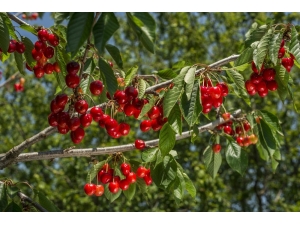 Gönüllüler Meyve Hasadına Gidecek