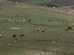 Kars’ta Hayvanlar Meralara Çıktı