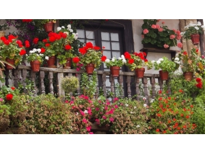 Ankara’da En Güzel Pencere, Balkon Ve Teraslar Yarışma İle Belirlenecek