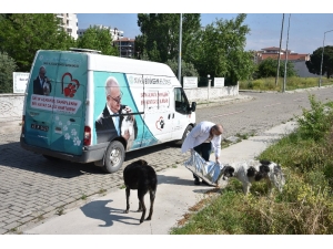Manisa’da Sokak Hayvanlarına Düzenli Mama Desteği