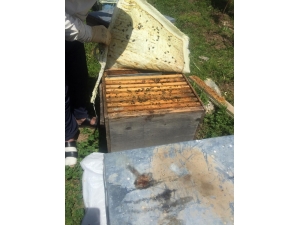 Sur’da Arıcılık Sezonu Başlıyor