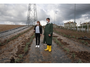 Gölbaşı’nı Lavanta Kokuları Saracak