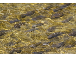 Balıklar Yaşama Tutunabilmek İçin Tersine Göç Etmeye Çalışıyor