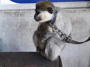 Evinde Maymun Besleyen Vatandaşa Ceza