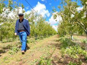 Ziraat Odası Başkanı Bayram: “Dolu Üç Köyümüzde Ekili Araziler Ve Elma Bahçelerine Ciddi Zarar Verdi”