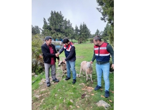 Erdemli’de Hayvan Hırsızları Jandarma Ekiplerince Yakalandı