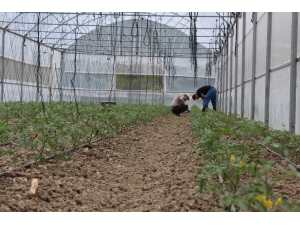 Yerli “Maniye” Domatesinin Ekim Dönemi Başladı