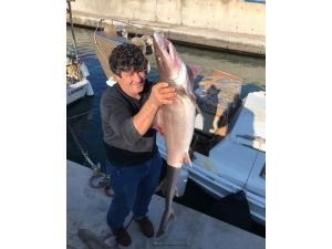 Bodrum’da Ağlara Köpek Balıkları Takıldı