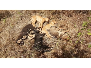 Antalya’da 5 Yavru Köpek Ölü Bulundu, 4’ü Kayıp