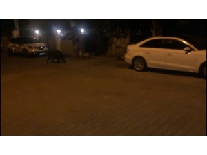 Hıdrellez Kutlamalarının Davetsiz Misafiri Olan Domuz Korkuttu